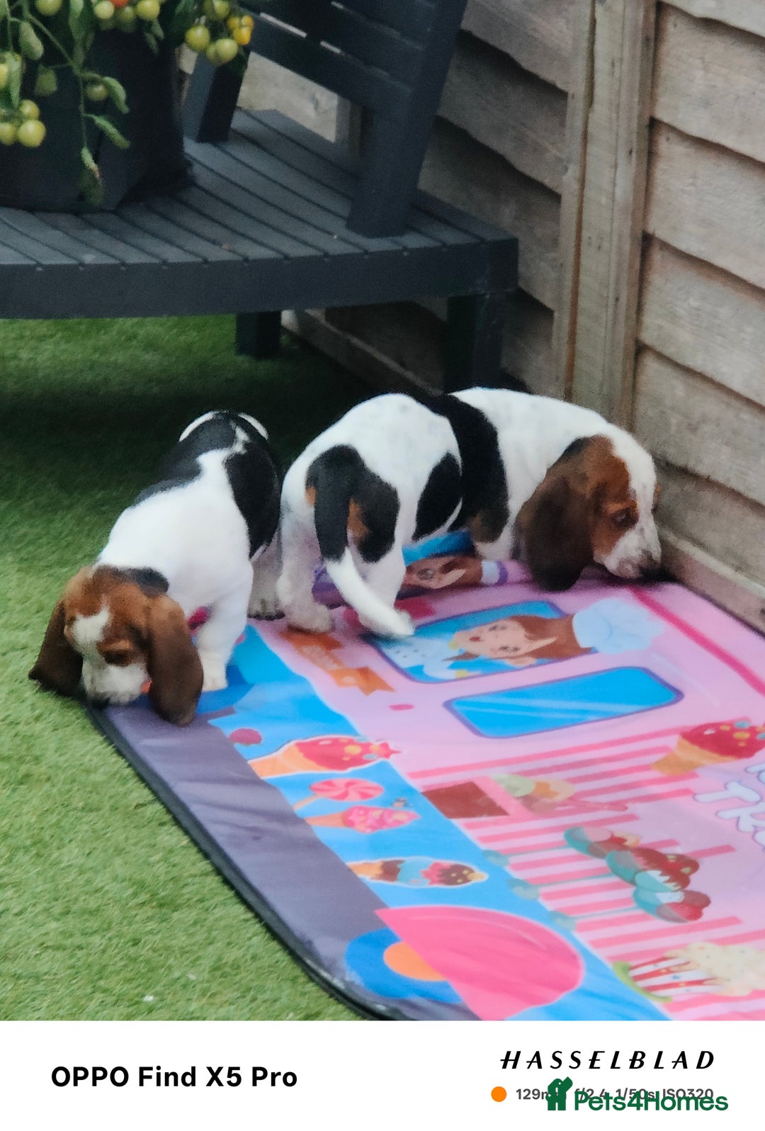 Basset Hound dogs for sale: Bassett Hound Puppies for Sale - Image 17