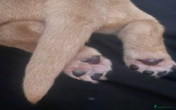 Labrador Retriever dogs for sale: KC Labrador Puppies – Ready 23rd August 🐾 - Image 9