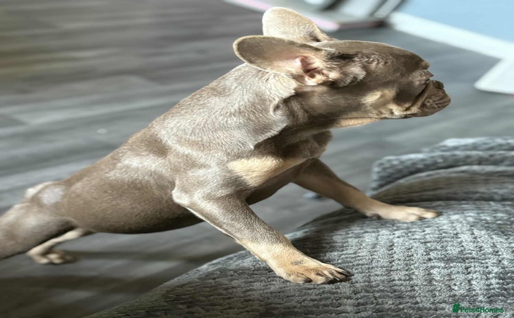 French Bulldog dogs - Advert 14