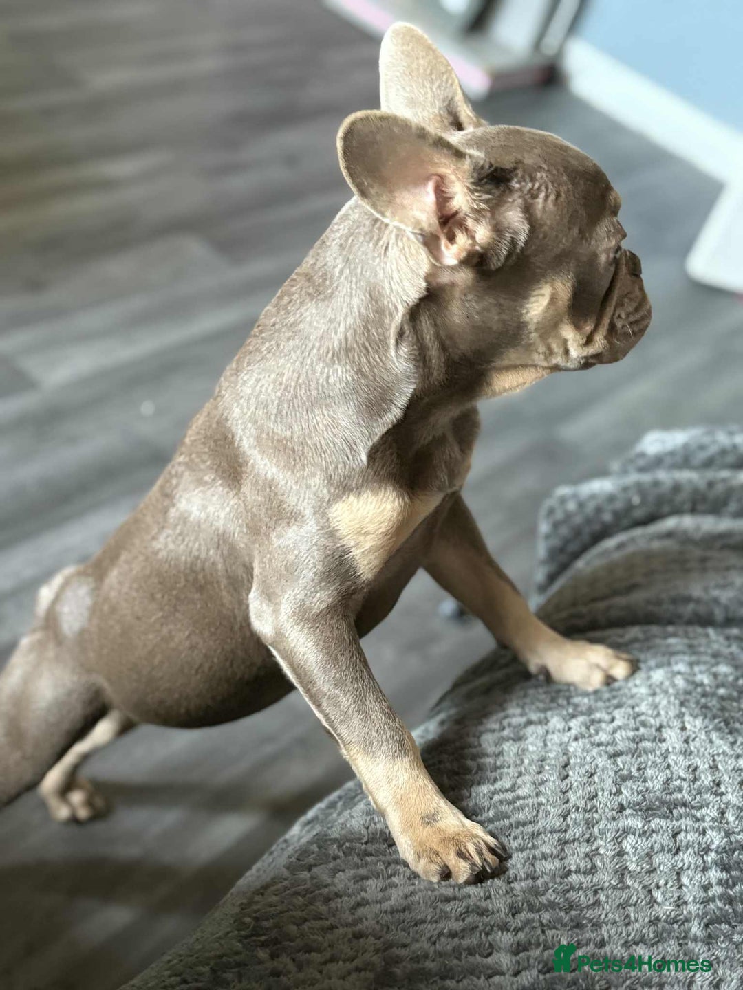 French Bulldog dogs for sale: Female blue/fawn French bulldog  - Image 1