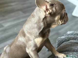 French Bulldog dogs - Advert 23