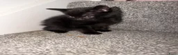 British Shorthair cats for sale: Kittens for sale. - Advert 12
