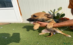 Mixed Breed dogs for adoption: Meet COOKIE, a Lovely Puppy Girl for a Loving Home - Image 34