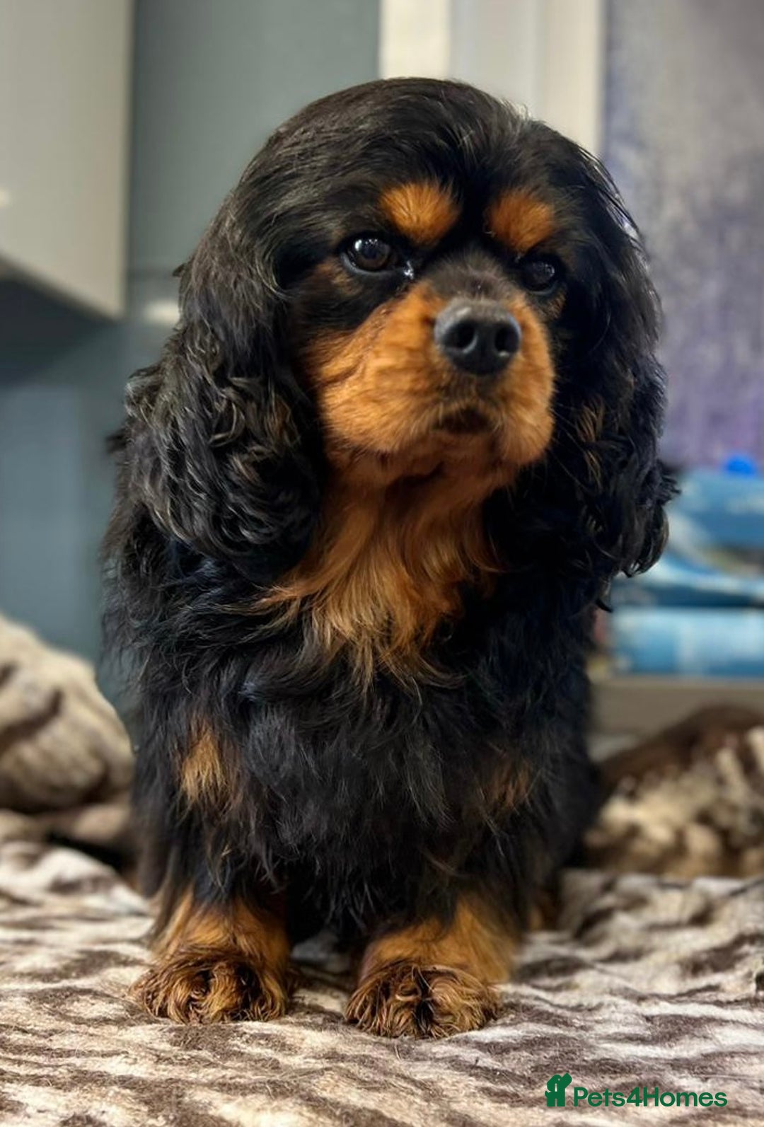 Cavalier King Charles Spaniel dogs for sale: 🐶KC REG, EXTENSIVELY HEALTH TESTED CAVALIER 🐶  - Advert 32