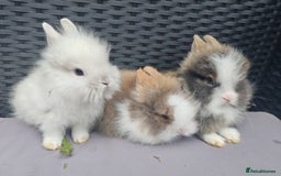 Lionhead rabbits for sale: 1 blue eyed white male left - Image 11