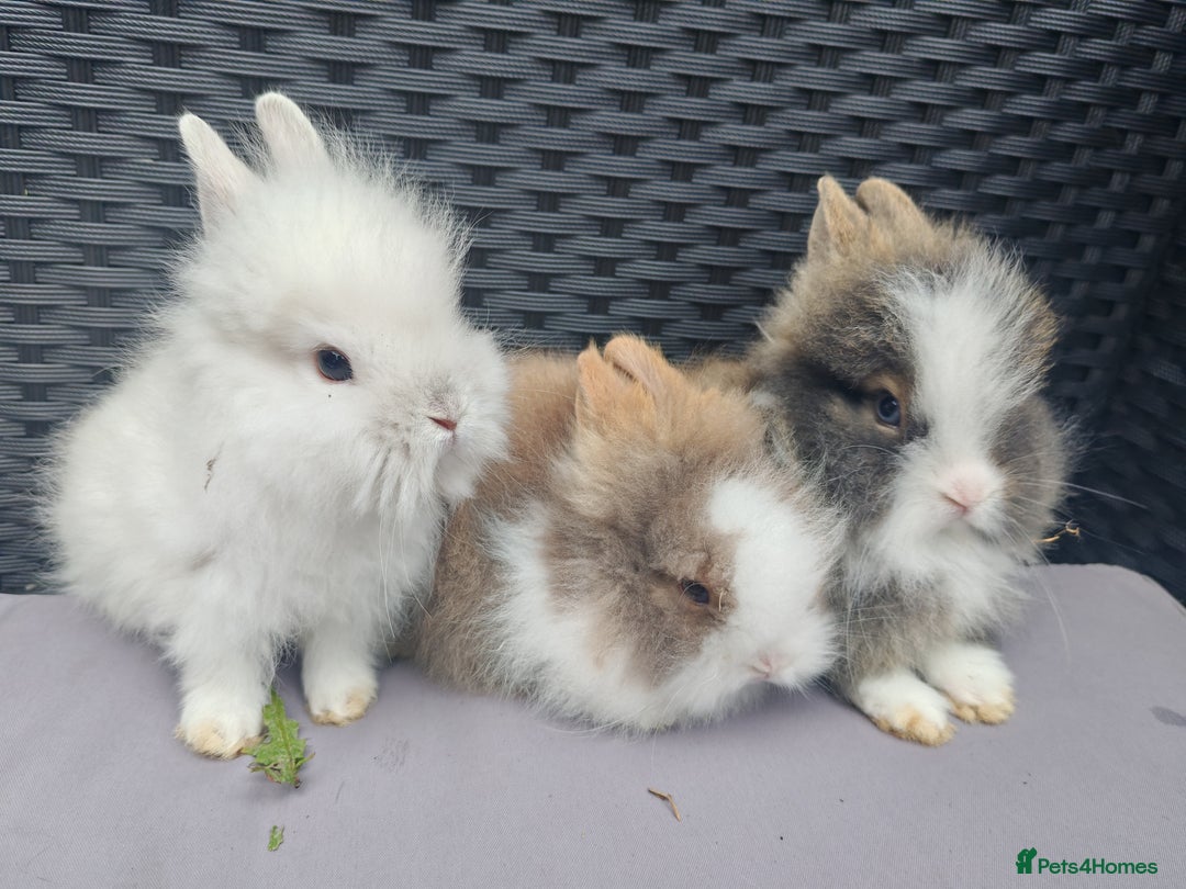 Lionhead rabbits for sale: 1 blue eyed white male left - Image 11