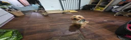 Mixed Breed dogs for sale: 7 Yorkie/pomeranian  puppies - Advert 10
