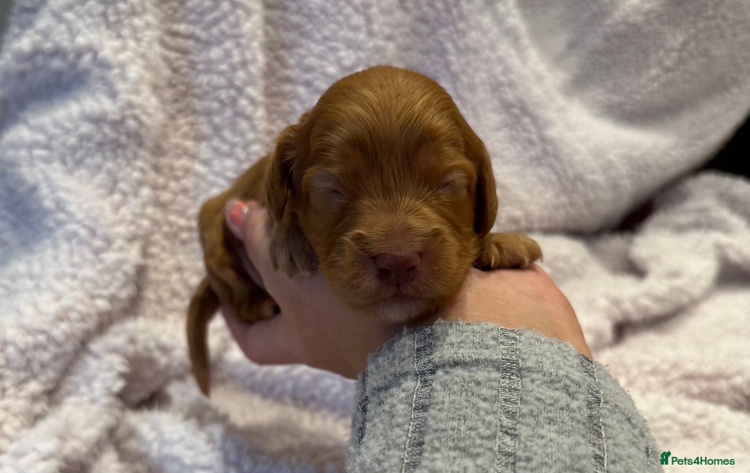 Cockapoo dogs for sale: F1 health clear stunning cockapoos - Image 26