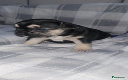 French Bulldog dogs for sale: Beautiful French bulldog girls - Image 5