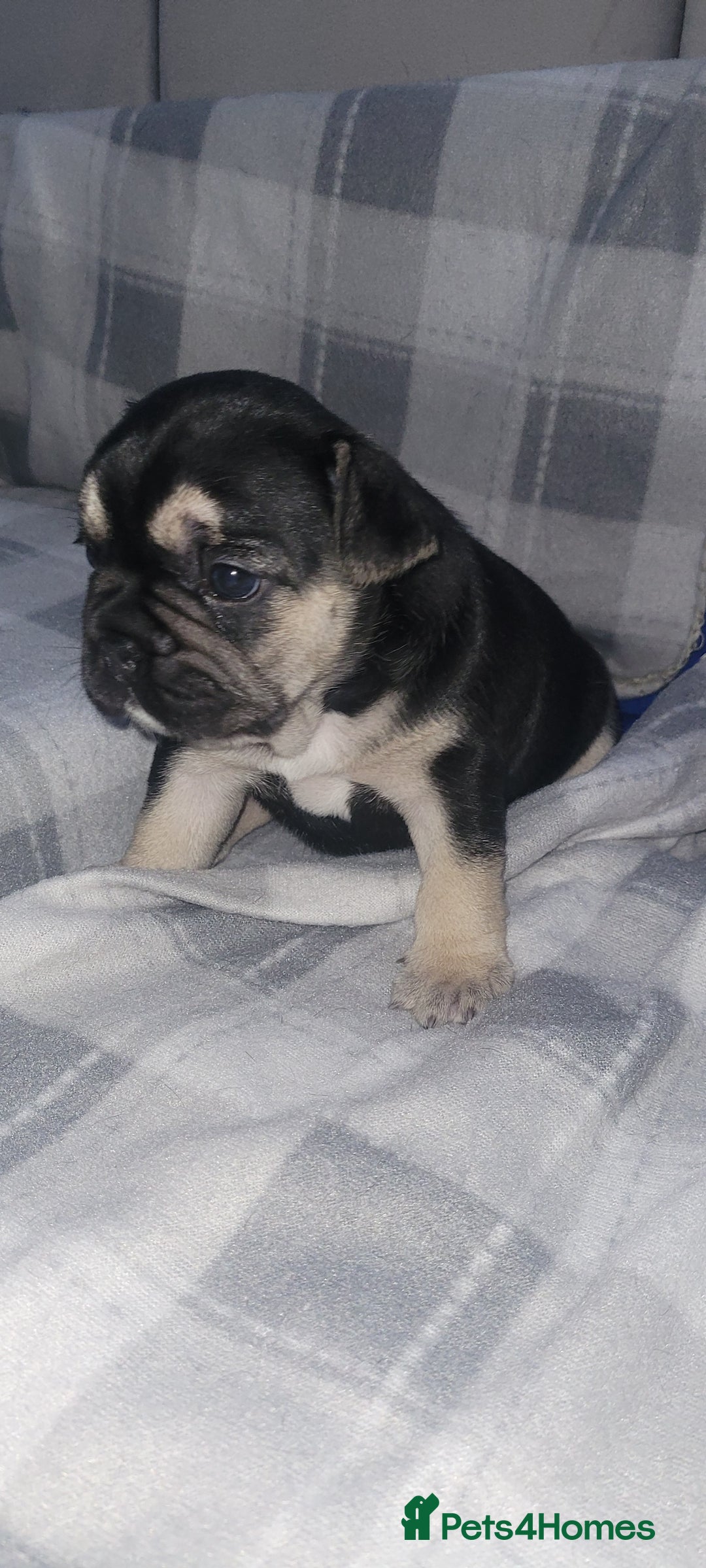 French Bulldog dogs for sale: Beautiful French bulldog girls - Image 5