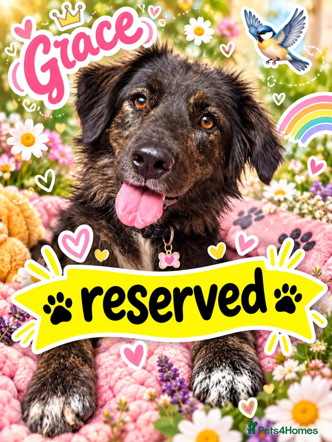 Mixed Breed dogs Meet Grace: beautiful 2yrs old BrindleCrossbreed - Advert 1