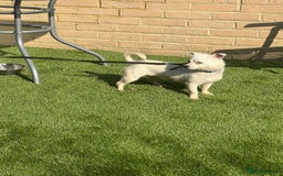 Mixed Breed dogs for sale: Chihuahua x Jack Russell  in Sevenoaks - Image 5