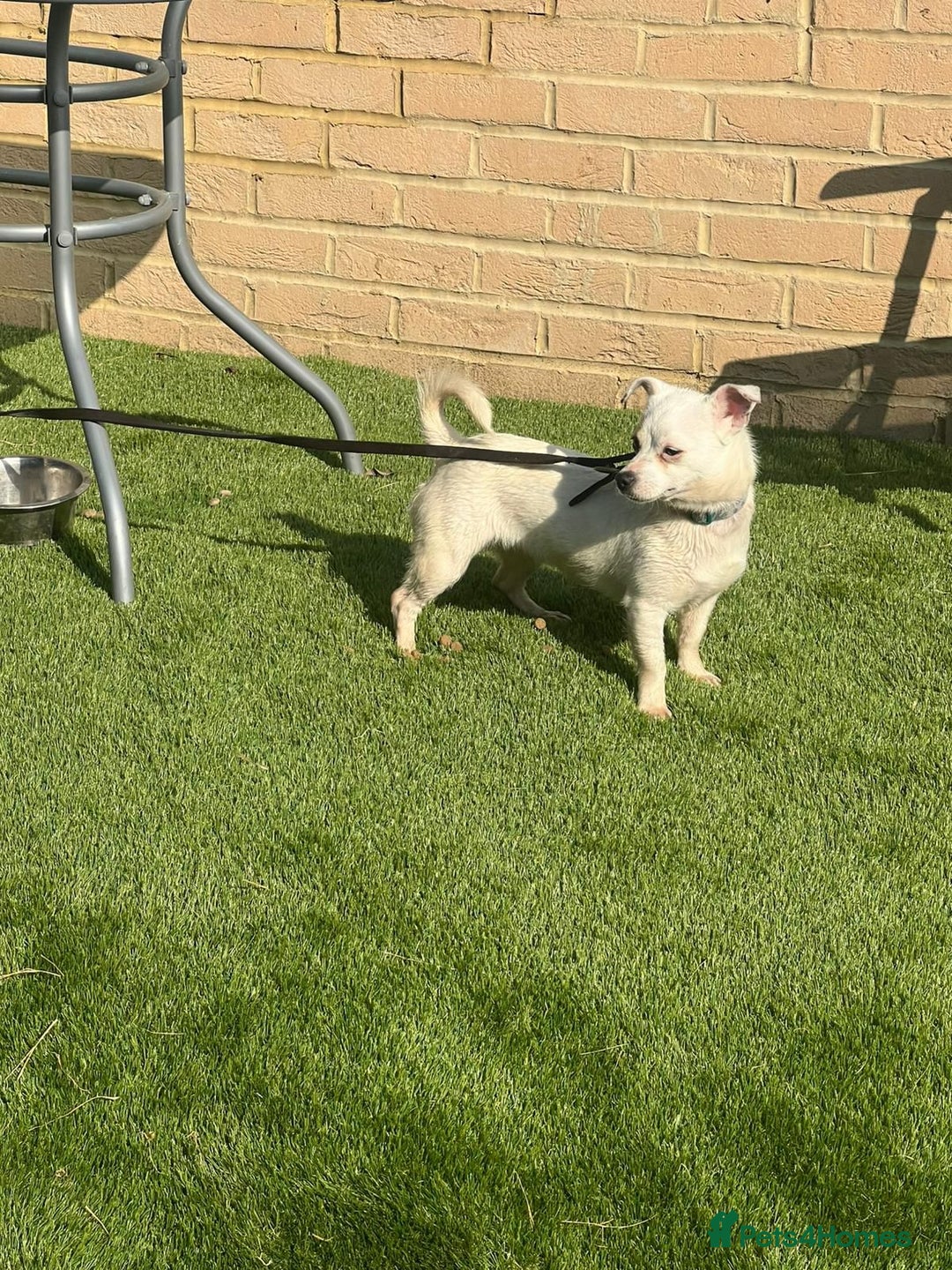 Mixed Breed dogs for sale: Chihuahua x Jack Russell  in Sevenoaks - Image 5