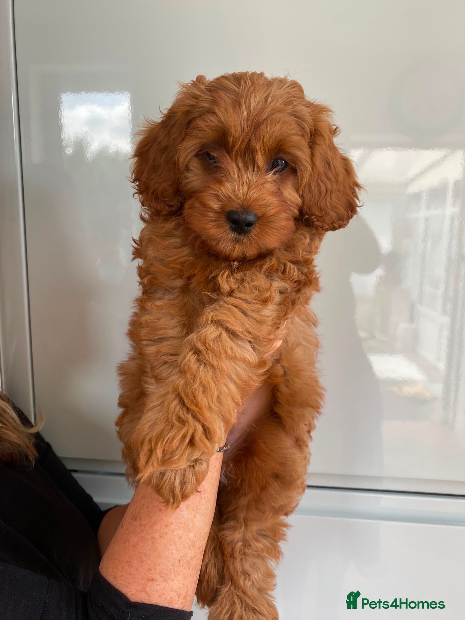 Cavapoo dogs Family Raised Cavapoo Puppies ready to Reserve!  - Advert 2