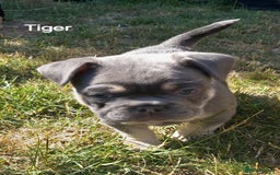 French Bulldog dogs for sale: French Bulldog pups - Image 10