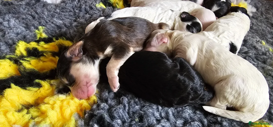 Cockapoo dogs for sale: Amazing Coloured F1 Cockapoos - Advert 2