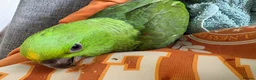 Parrots birds for sale: Fully tamed yellow naped Amazon parrot  - Advert 5