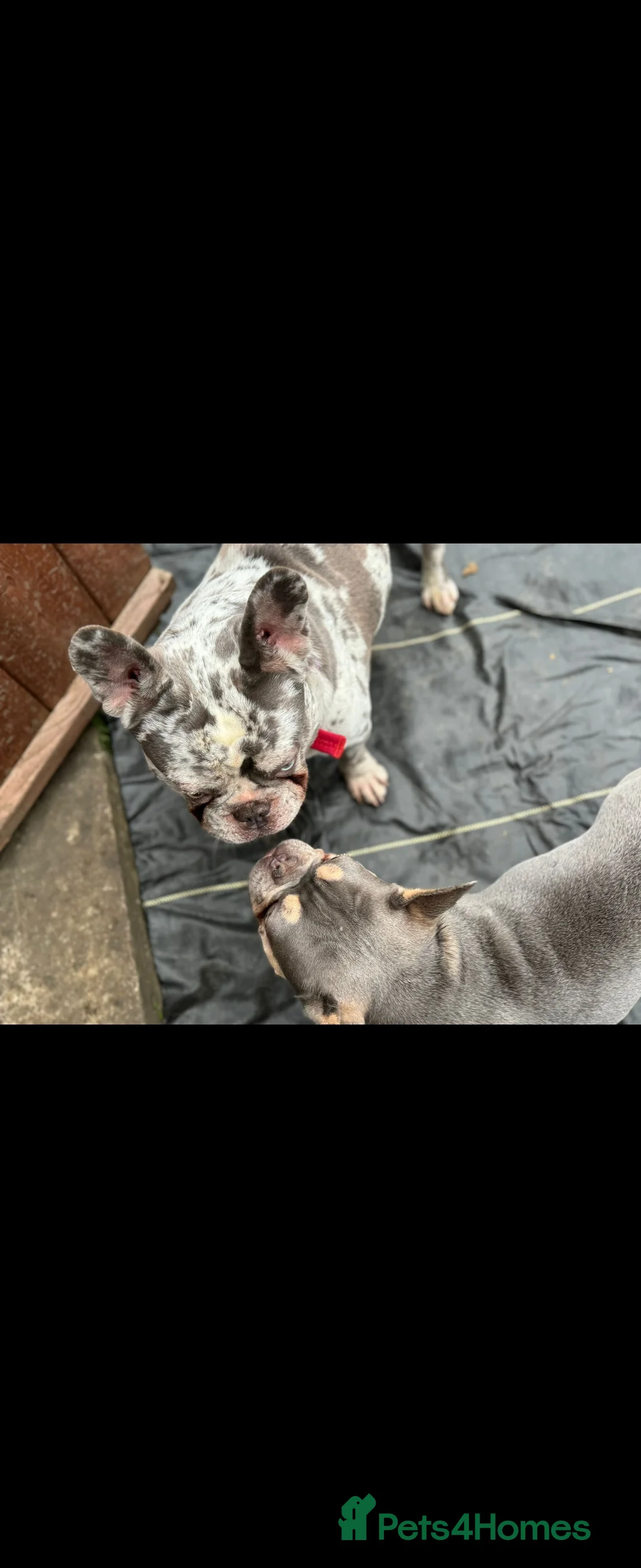 French Bulldog dogs for sale: French Bulldog for sale - Advert 7