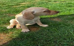 Mixed Breed dogs for sale: HUNGAROAN VIZSLADOR PUPPIES - VIZSLA x LABRADOR - Image 15