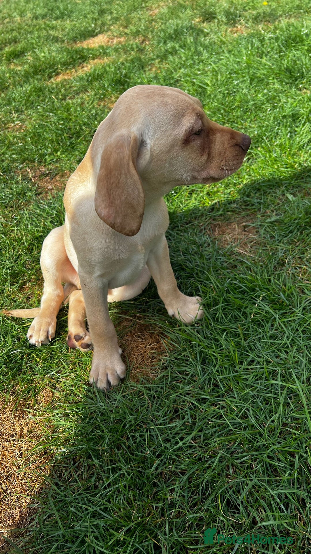 Mixed Breed dogs for sale: HUNGAROAN VIZSLADOR PUPPIES - VIZSLA x LABRADOR - Image 15