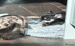 Chihuahua dogs for sale: Chihuahua puppies in Sutton Coldfield - Image 3