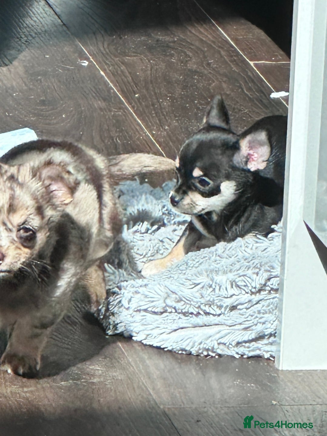 Chihuahua dogs for sale: Chihuahua puppies in Sutton Coldfield - Image 3