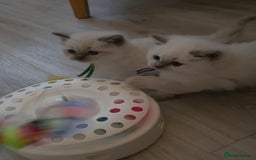 Ragdoll cats for sale: Blue mitted 🐾 Ragdoll kittens 😻 - Image 7