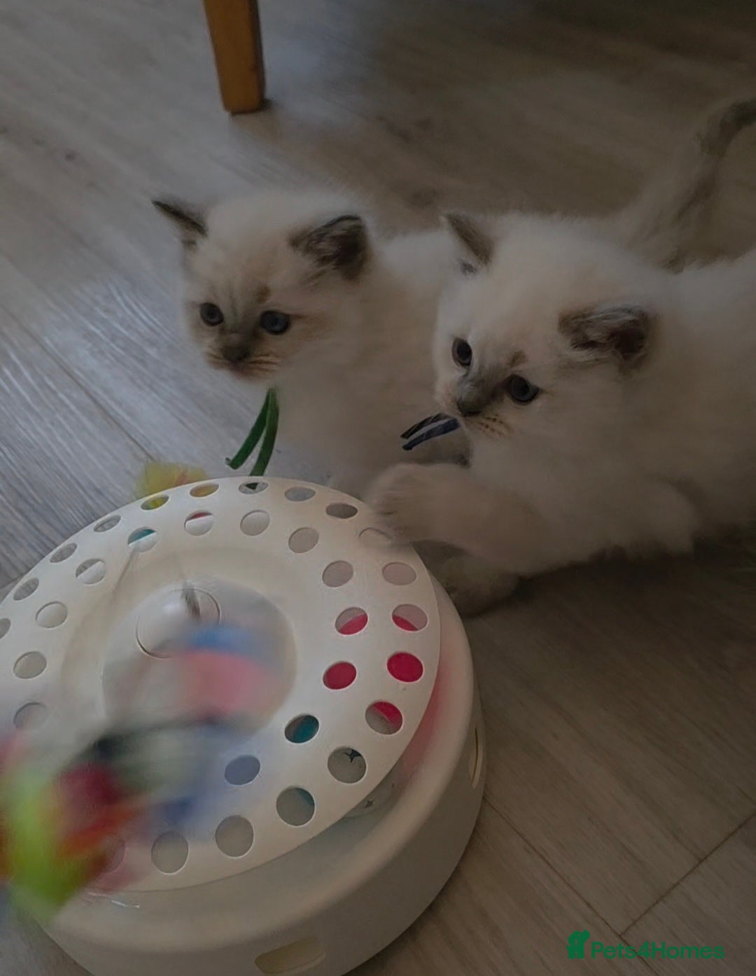 Ragdoll cats for sale: Blue mitted 🐾 Ragdoll kittens 😻 - Image 7