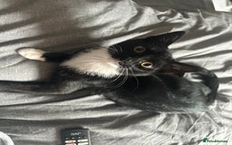 Domestic Shorthair cats for sale: Black and white cat  - Image 1