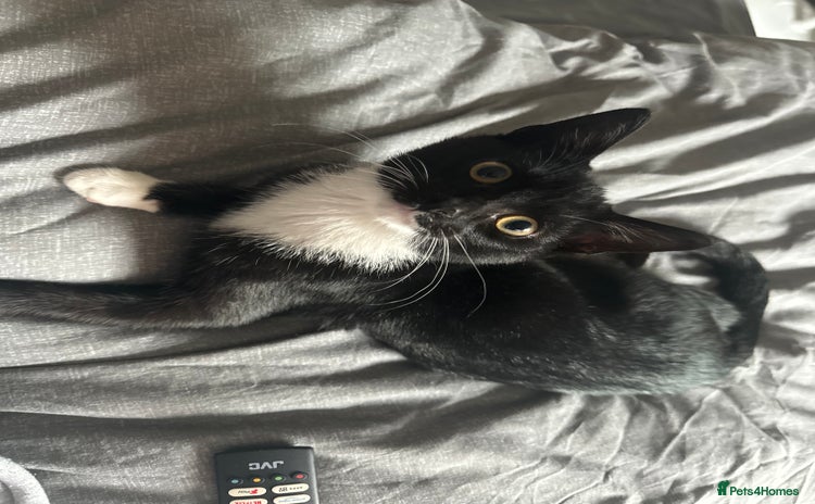 Domestic Shorthair cats - Advert 1