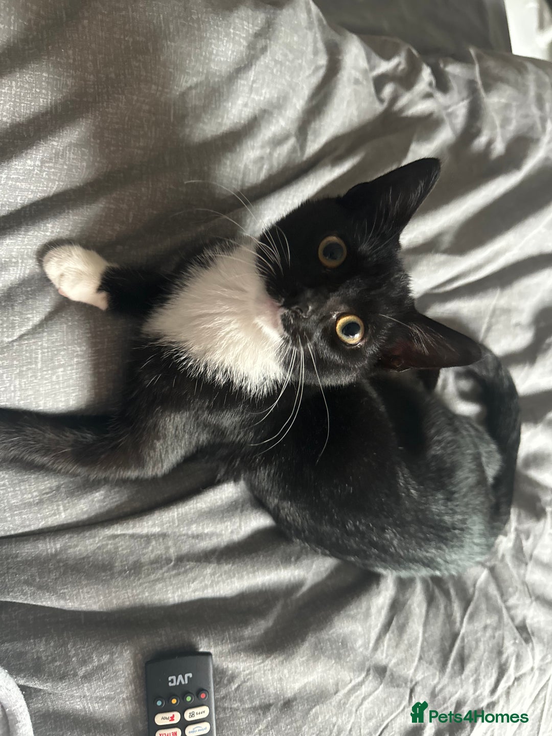 Domestic Shorthair cats for sale: Black and white cat  - Image 1