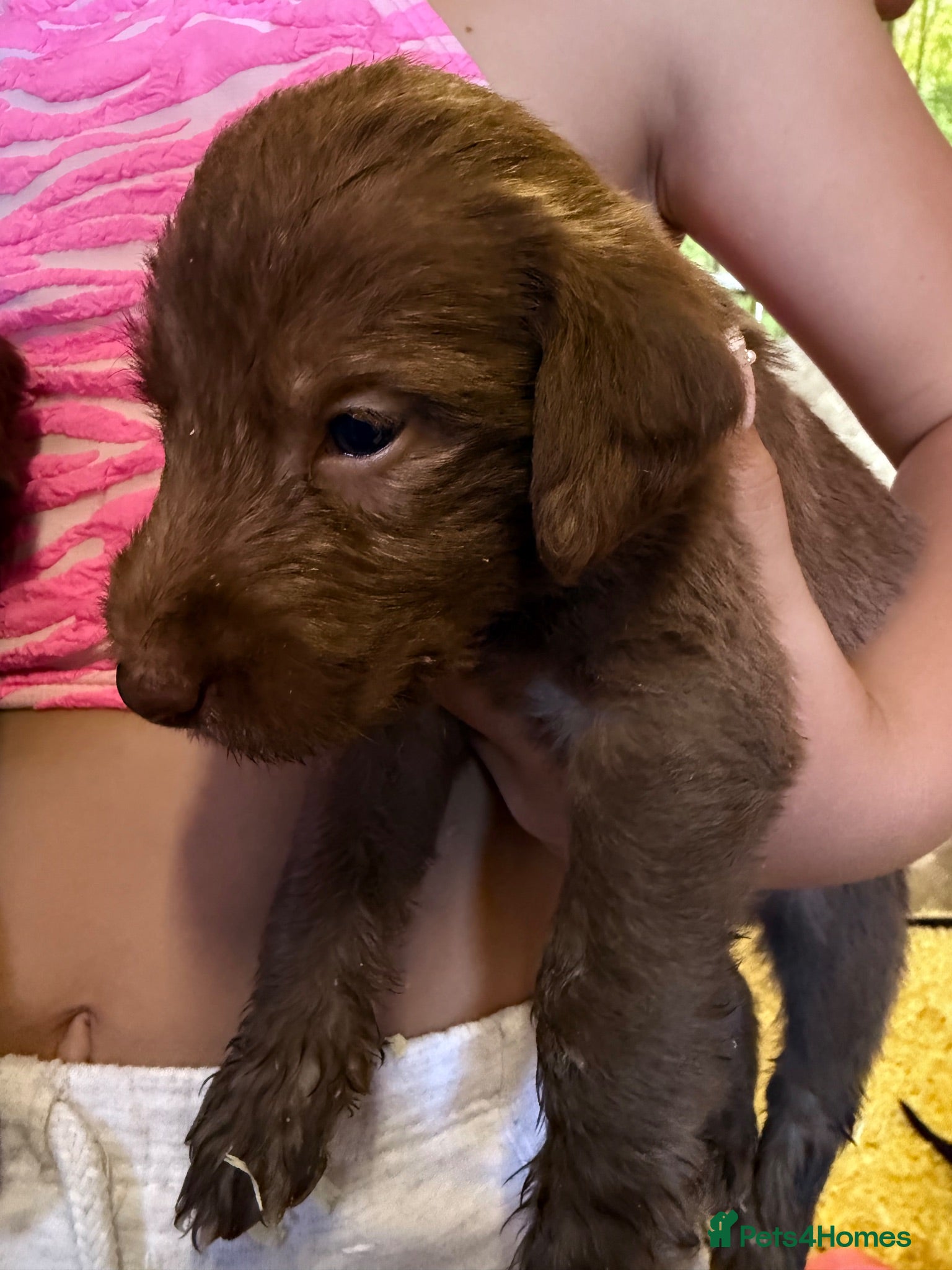 Mixed Breed dogs Bedlington whippet x bedlington - Advert 2