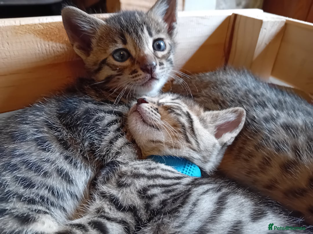 Bengal cats for sale: 6 Stunning Bengal Cross Kittens – Ready 31/10/2025 - Image 12