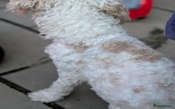 Cockapoo dogs for sale: 9 month old deaf cockapoo - Advert 3