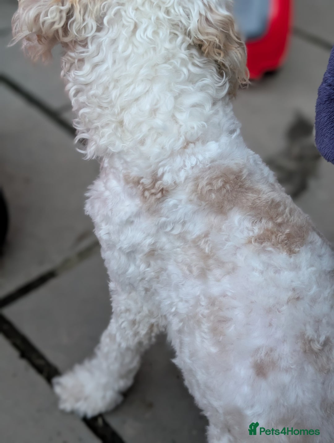 Cockapoo dogs for sale: 9 month old deaf cockapoo - Advert 3