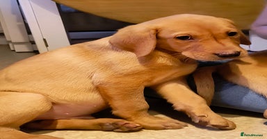 Labrador Retriever dogs - Advert 8