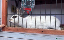 Rex rabbits for sale: I have a male and female rabbits  - Image 1
