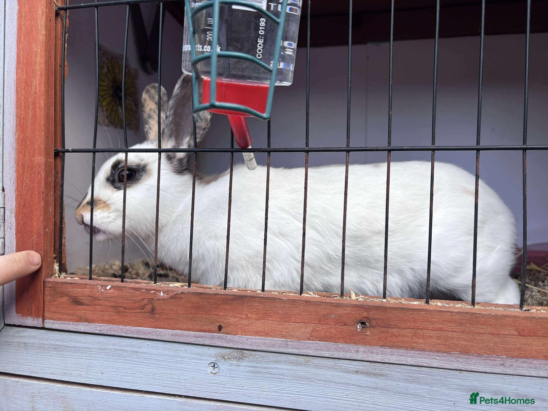 Rex rabbits for sale: I have a male and female rabbits  - Image 1