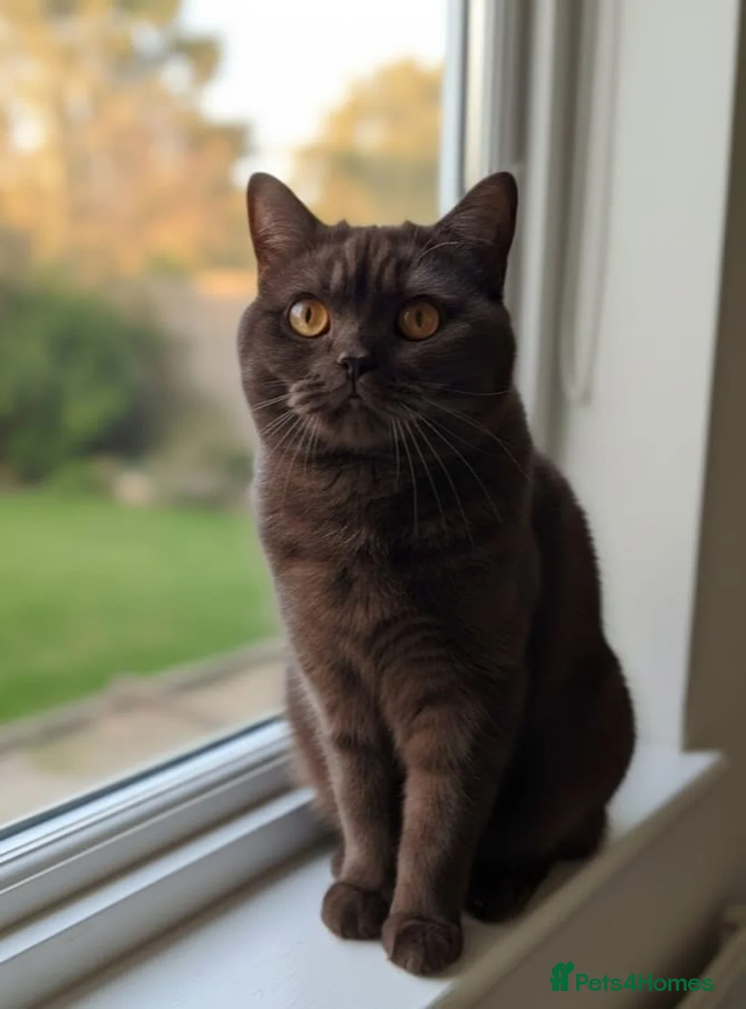British Shorthair cats for sale: Chocolate BSH male active reg stud  - Advert 1