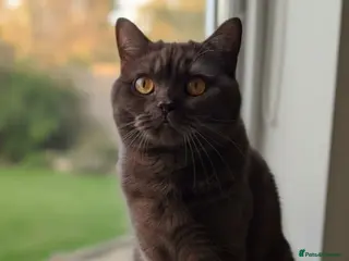 British Shorthair cats Chocolate BSH male active reg stud - Advert 1