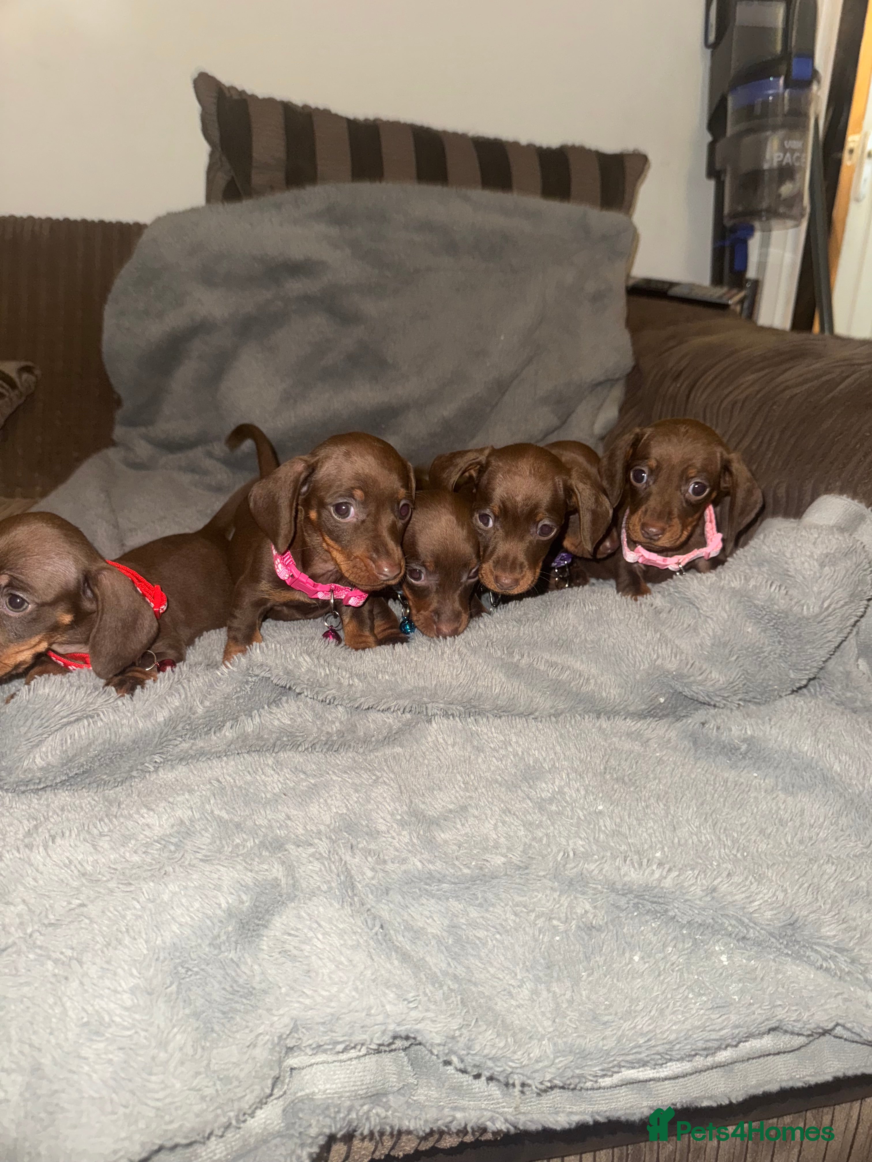 Miniature Dachshund dogs Miniature dachshund  - Advert 15