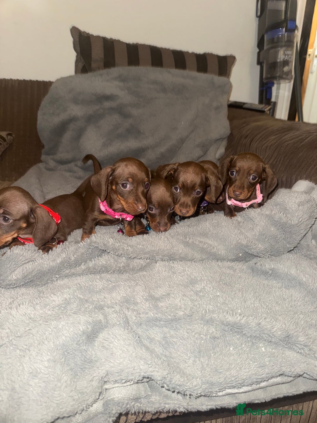 Miniature Dachshund dogs for sale: Miniature dachshund  - Advert 1