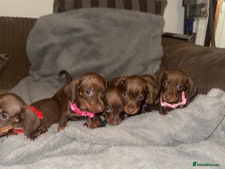 Miniature Dachshund dogs Miniature dachshund - Advert 1