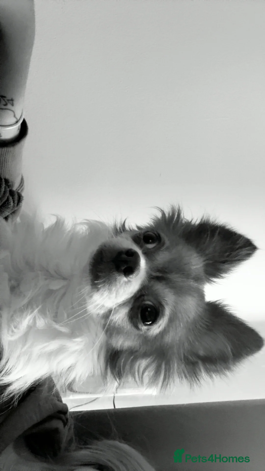 Mixed Breed dogs for sale: Two females to go together  - Advert 3