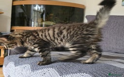 Maine Coon cats for sale: Maine coon kittens  - Image 14