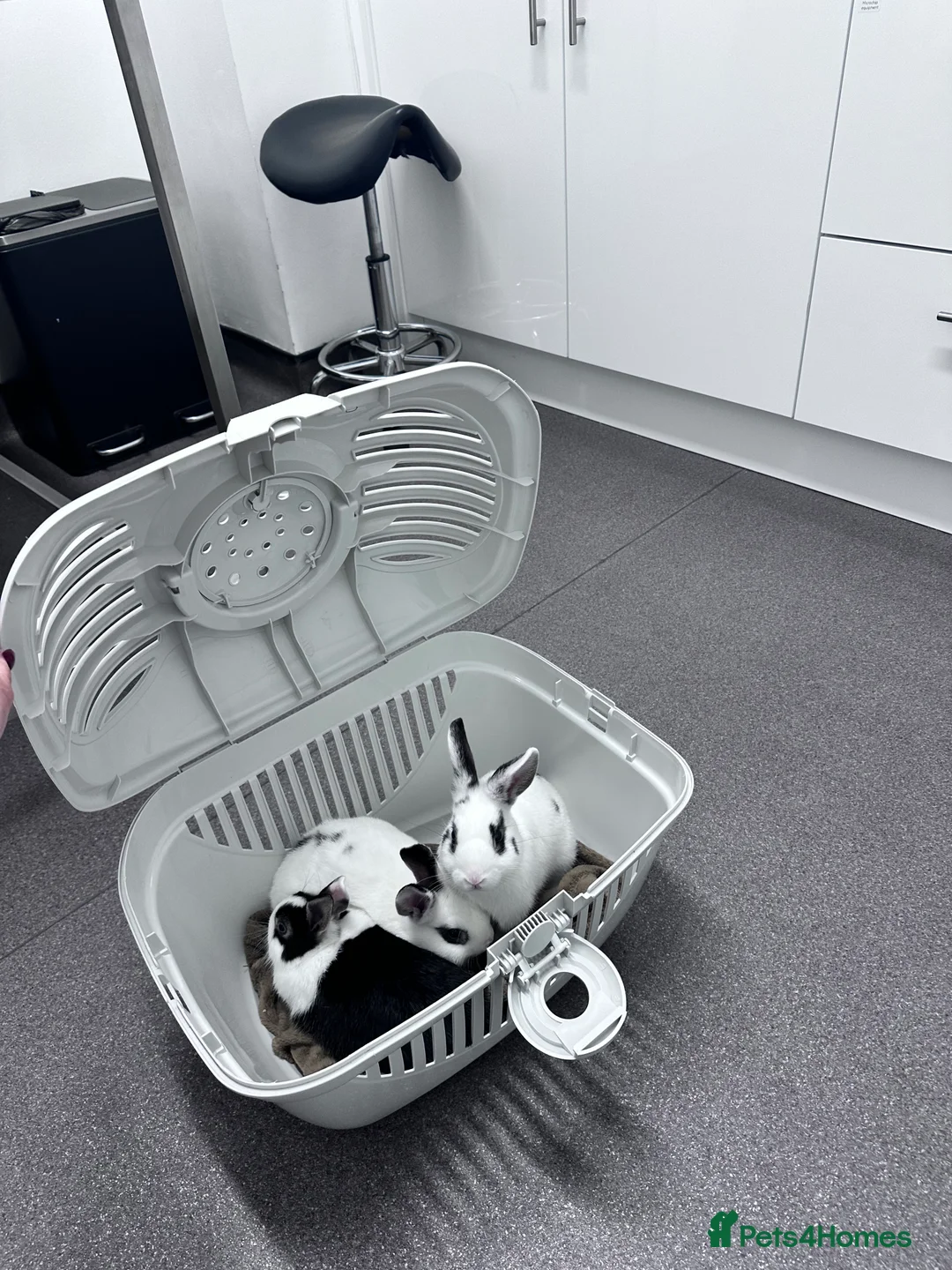 Mixed Breed rabbits for sale: 4 bunnies  - Advert 2