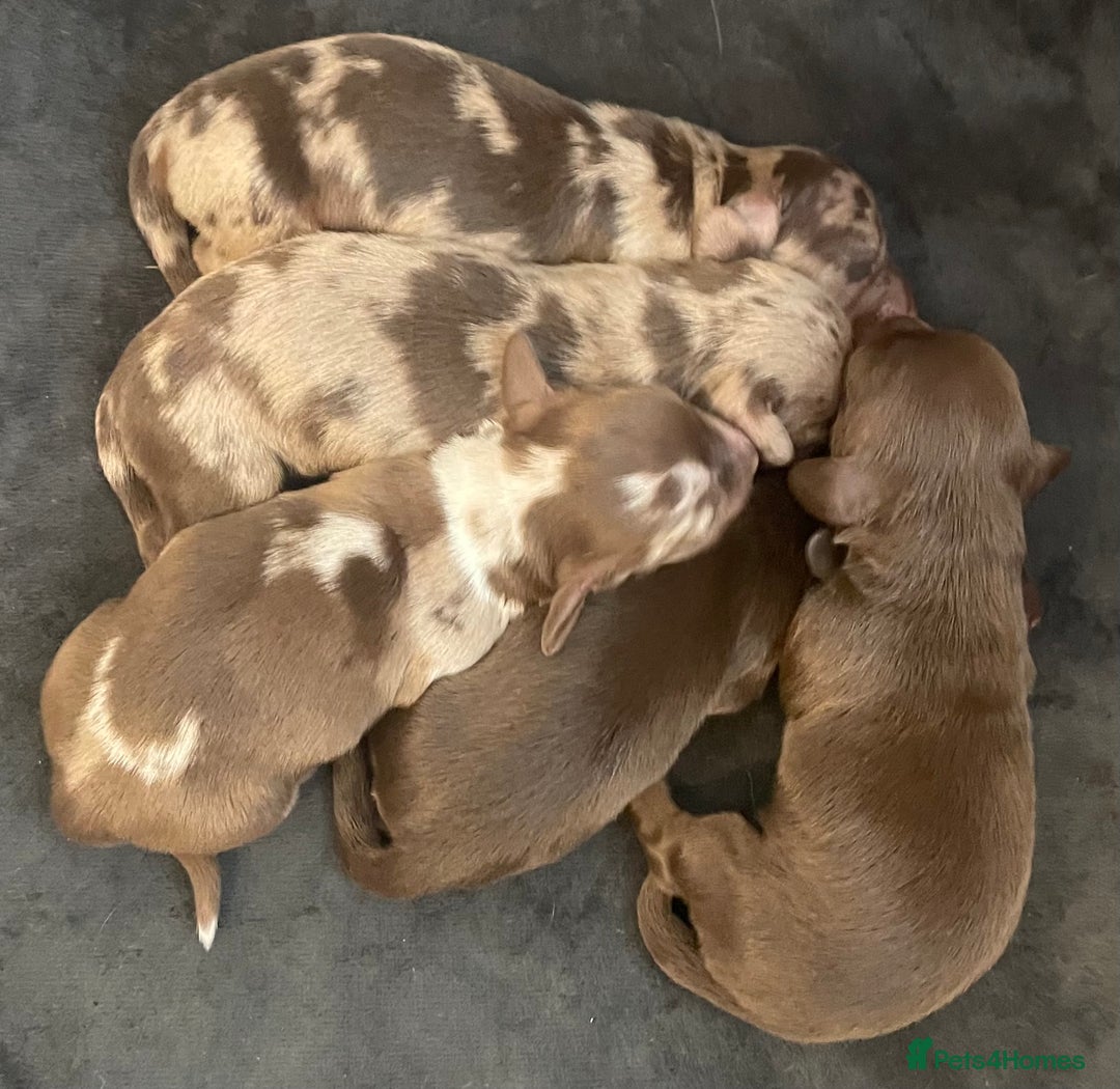 Miniature Dachshund dogs for sale: Miniature Dachshund Long Haired Puppies  - Advert 1