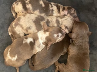 Miniature Dachshund dogs Miniature Dachshund Long Haired Puppies - Advert 5