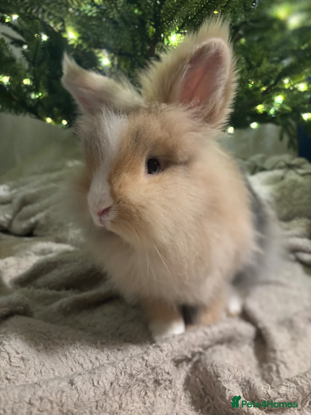 Lionhead rabbits for sale: Double maned lion heads 👀 🏡  - Advert 1
