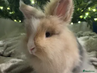 Lionhead rabbits Double maned lion heads 👀 🏡 - Advert 4